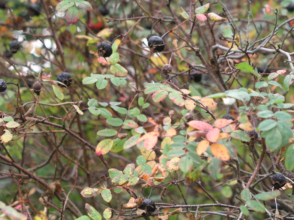 růže Rosa pimpinellifolia var. altaica