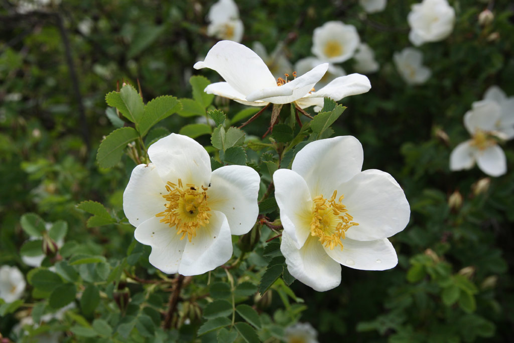 růže Rosa pimpinellifolia var. altaica