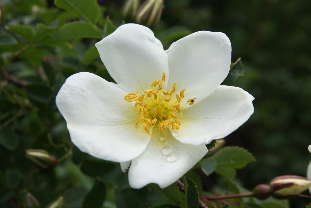 růže Rosa pimpinellifolia var. altaica