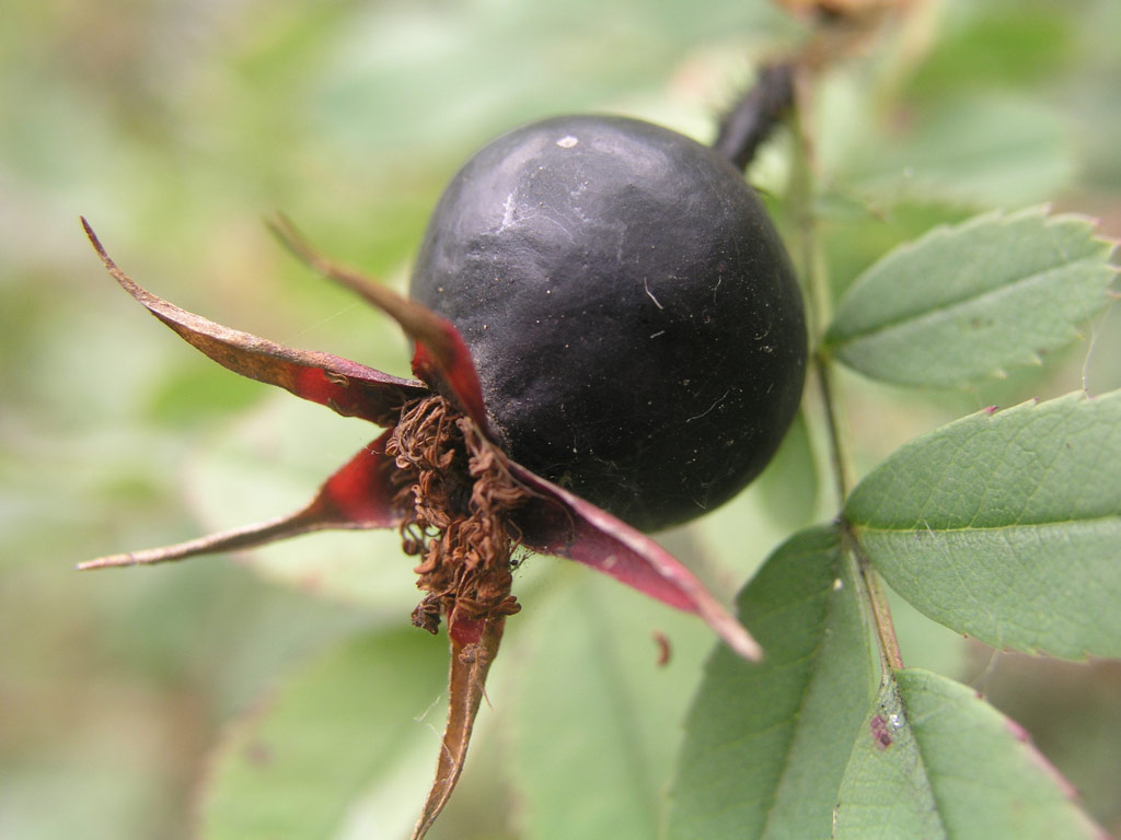 růže Rosa pimpinellifolia
