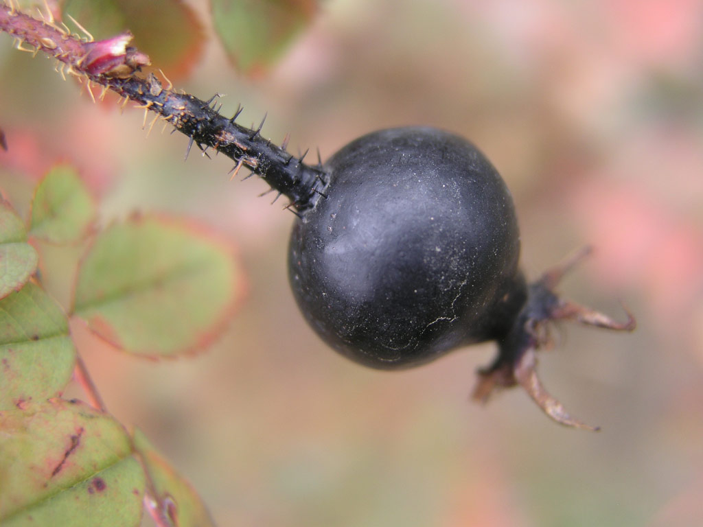 růže Rosa pimpinellifolia