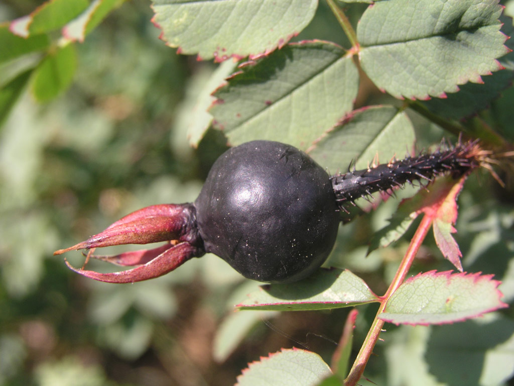 růže Rosa pimpinellifolia