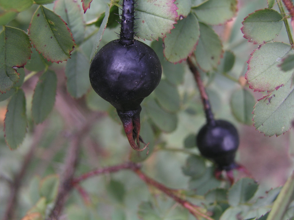 růže Rosa pimpinellifolia