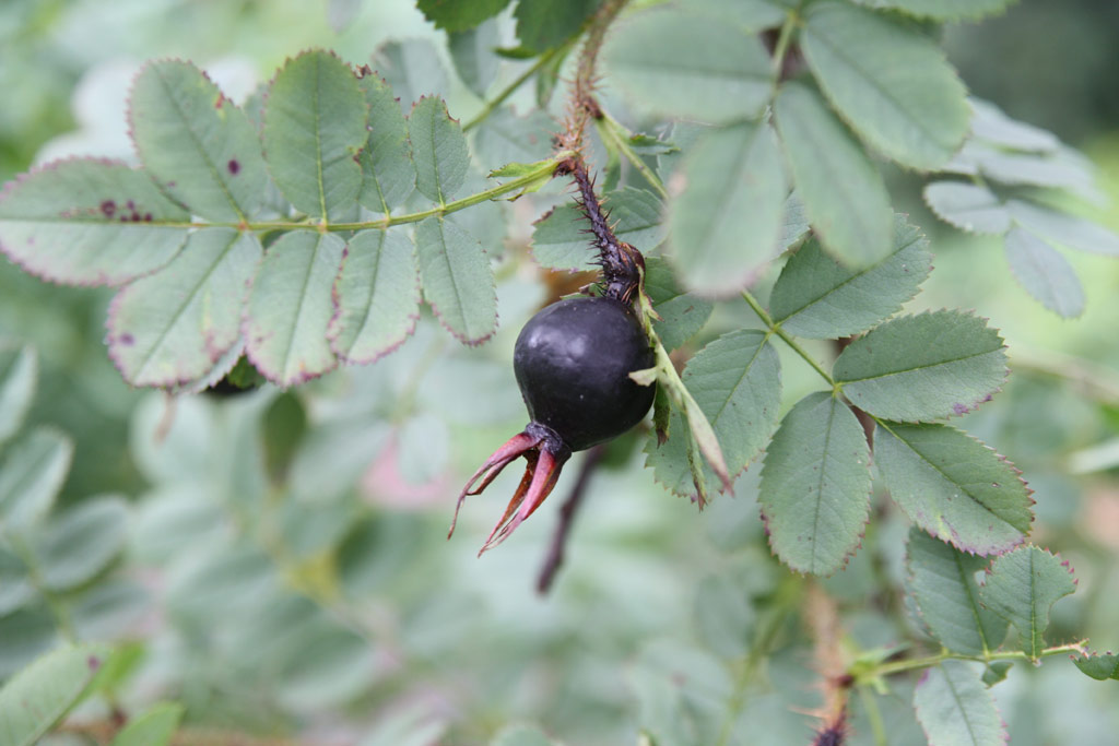 růže Rosa pimpinellifolia