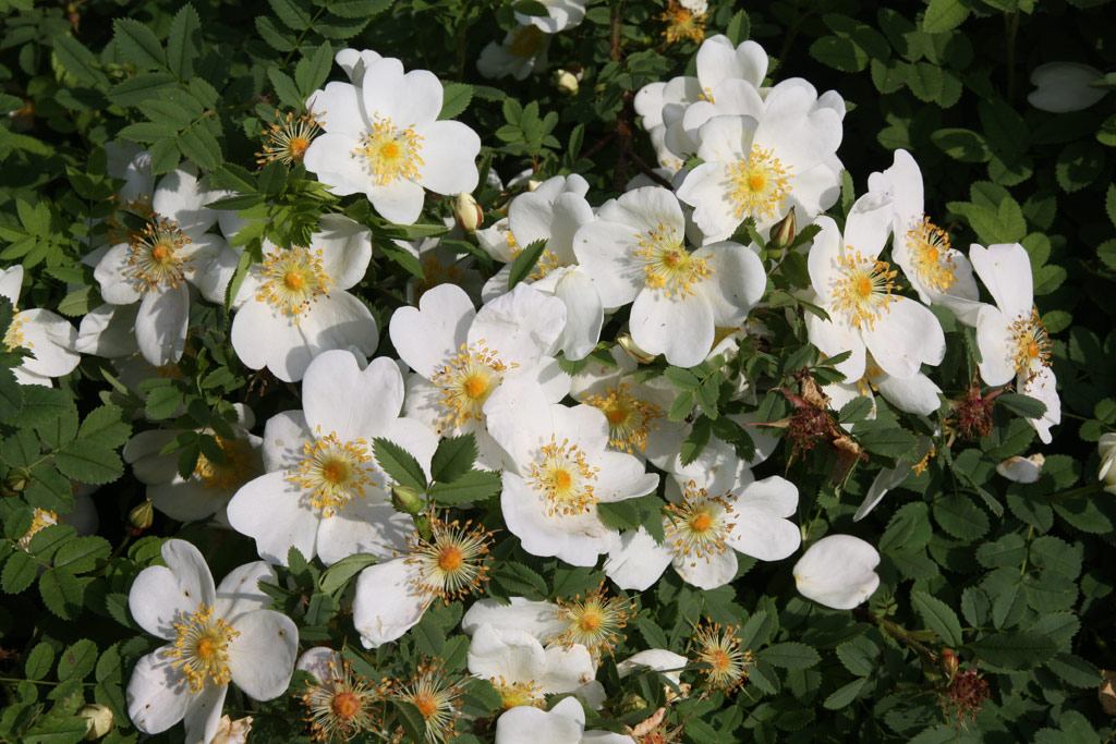 růže Rosa pimpinellifolia