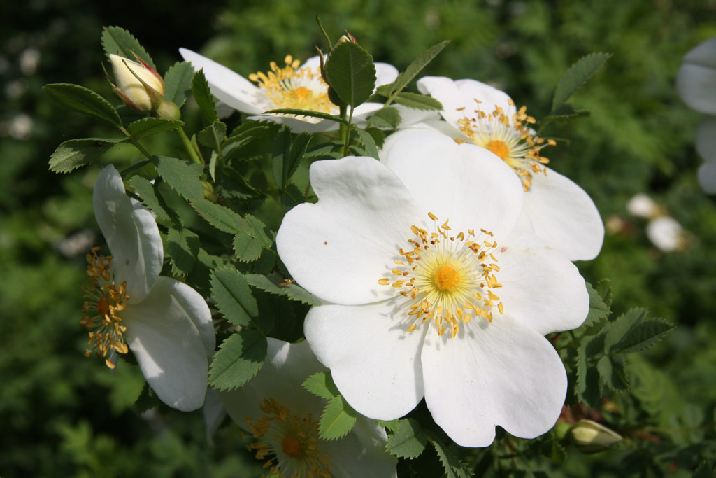 růže Rosa pimpinellifolia