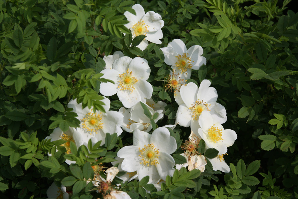 růže Rosa pimpinellifolia