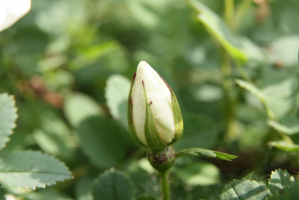 růže Rosa pimpinellifolia