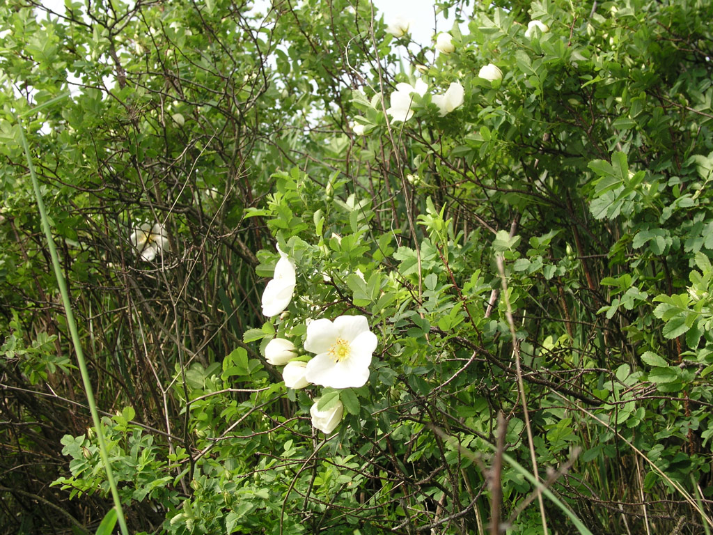 růže Rosa pimpinellifolia