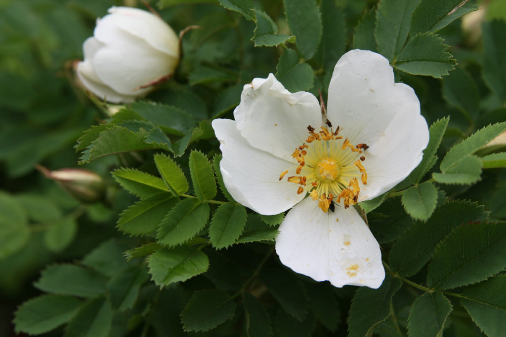 růže Rosa pimpinellifolia