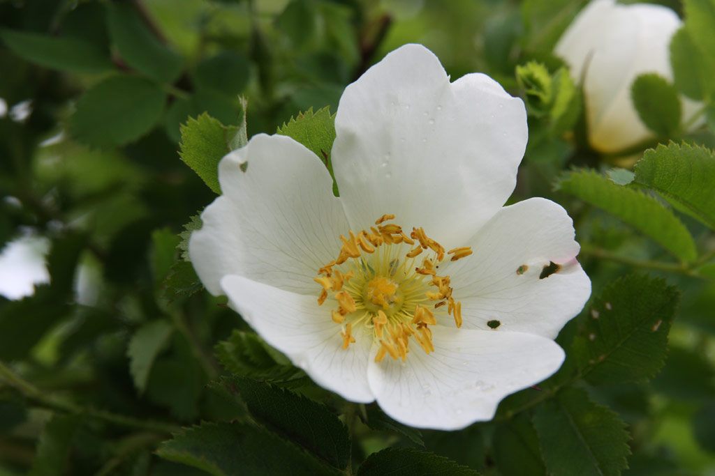 růže Rosa pimpinellifolia