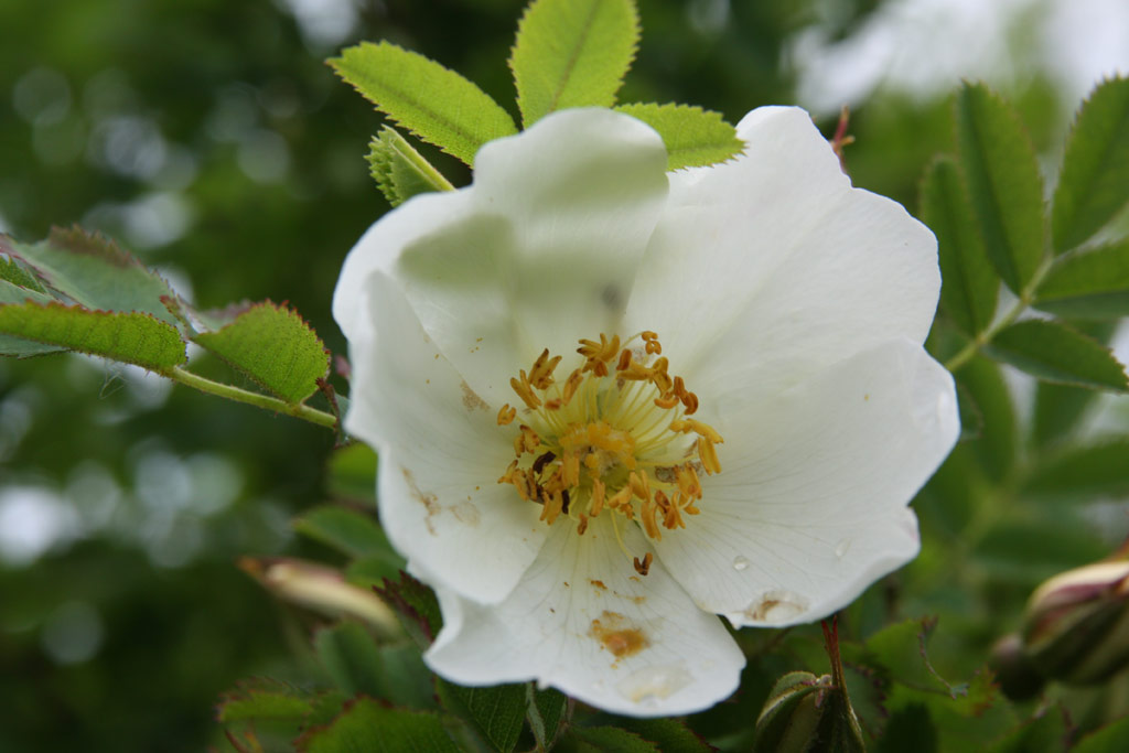 růže Rosa pimpinellifolia