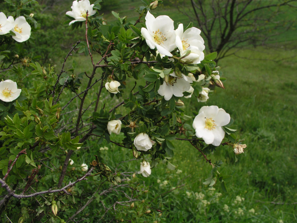 růže Rosa pimpinellifolia