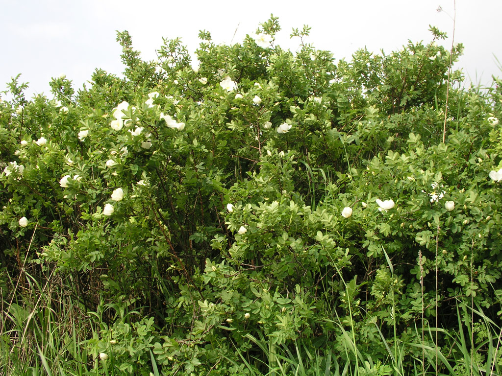 růže Rosa pimpinellifolia
