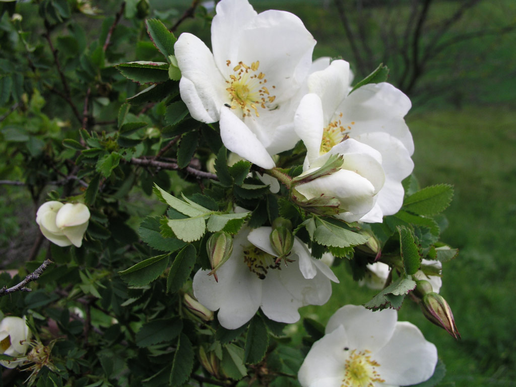 růže Rosa pimpinellifolia