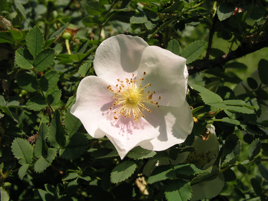 růže Rosa pimpinellifolia