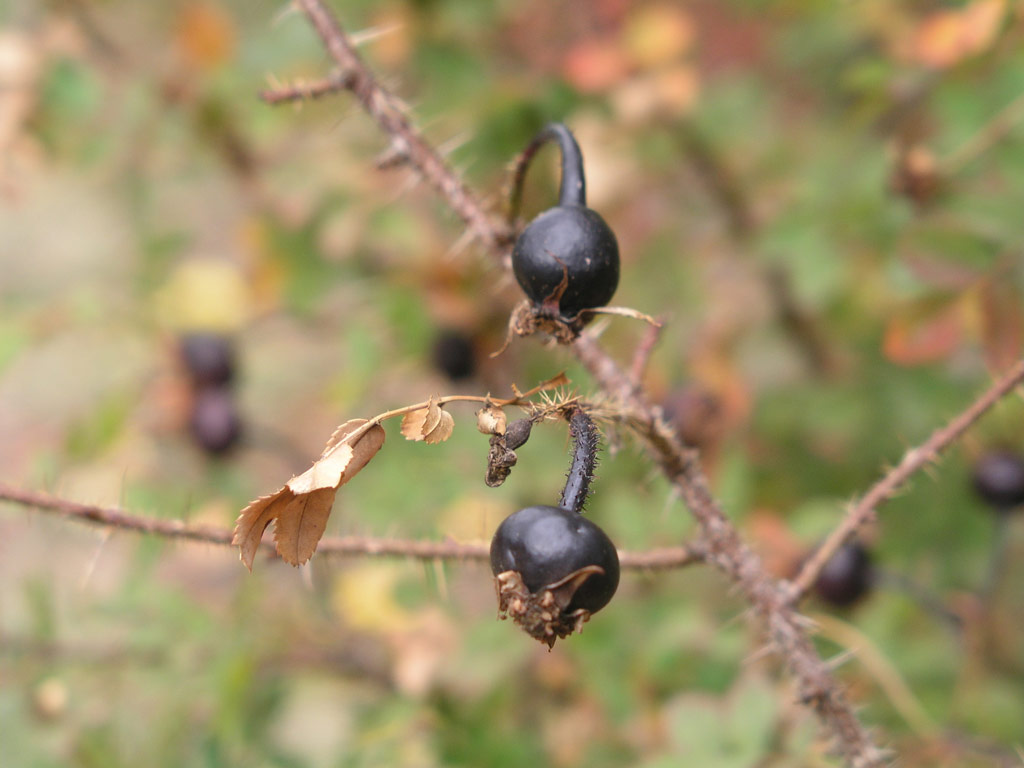 růže Rosa pimpinellifolia
