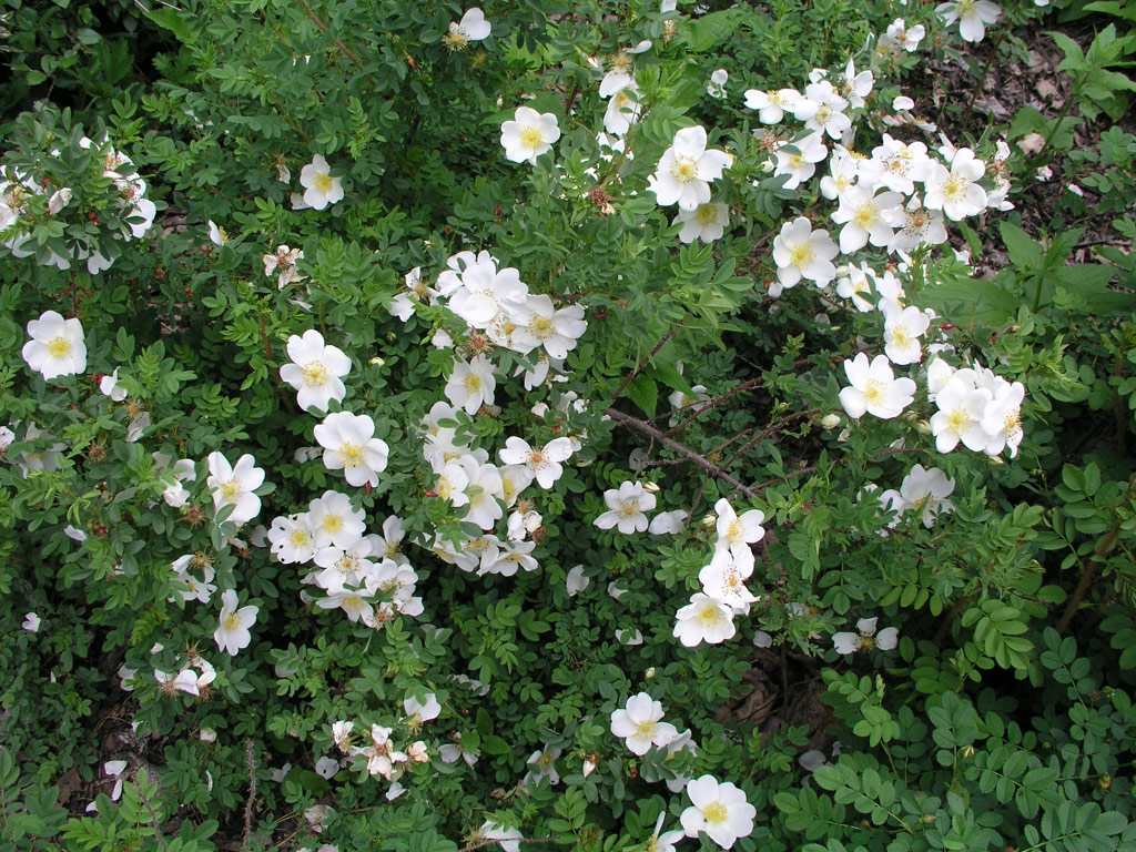 růže Rosa pimpinellifolia