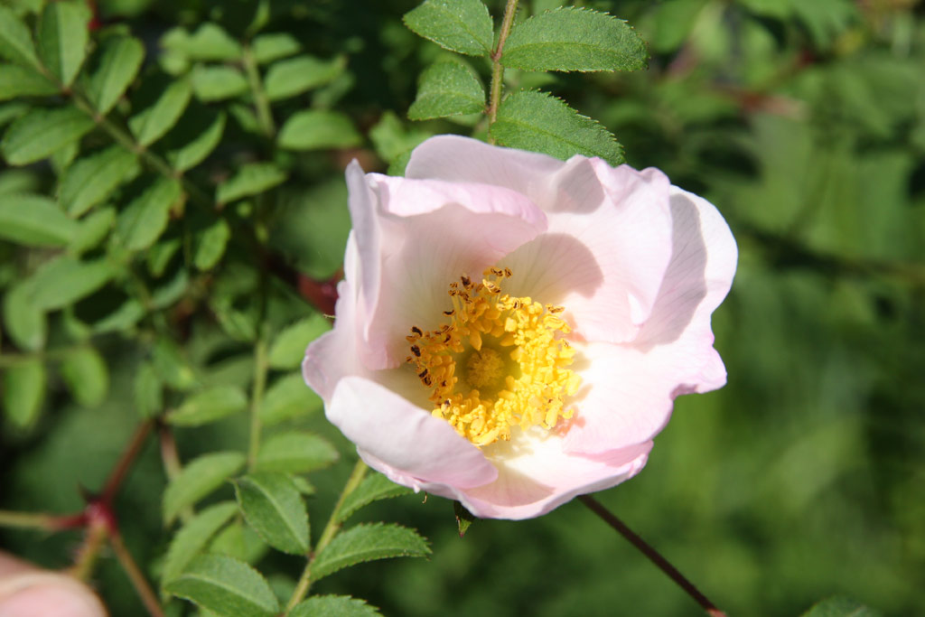 růže Rosa roxburghii normalis