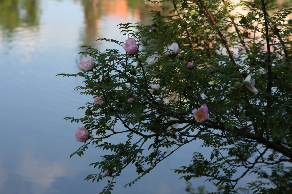 růže Rosa roxburghii normalis