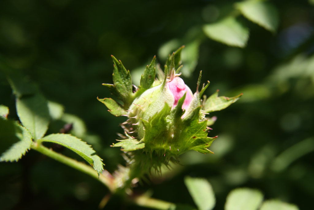 růže Rosa roxburghii normalis