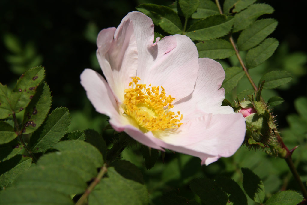 růže Rosa roxburghii normalis