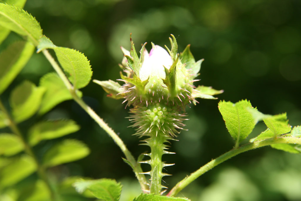 růže Rosa roxburghii normalis