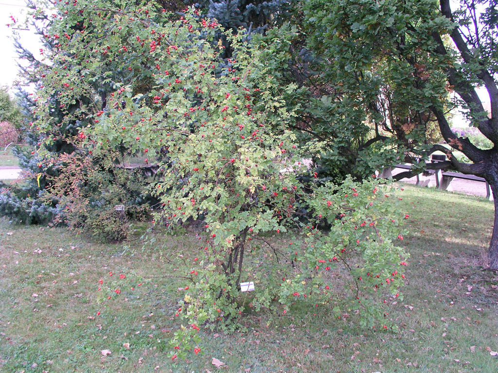 růže Rosa rubiginosa