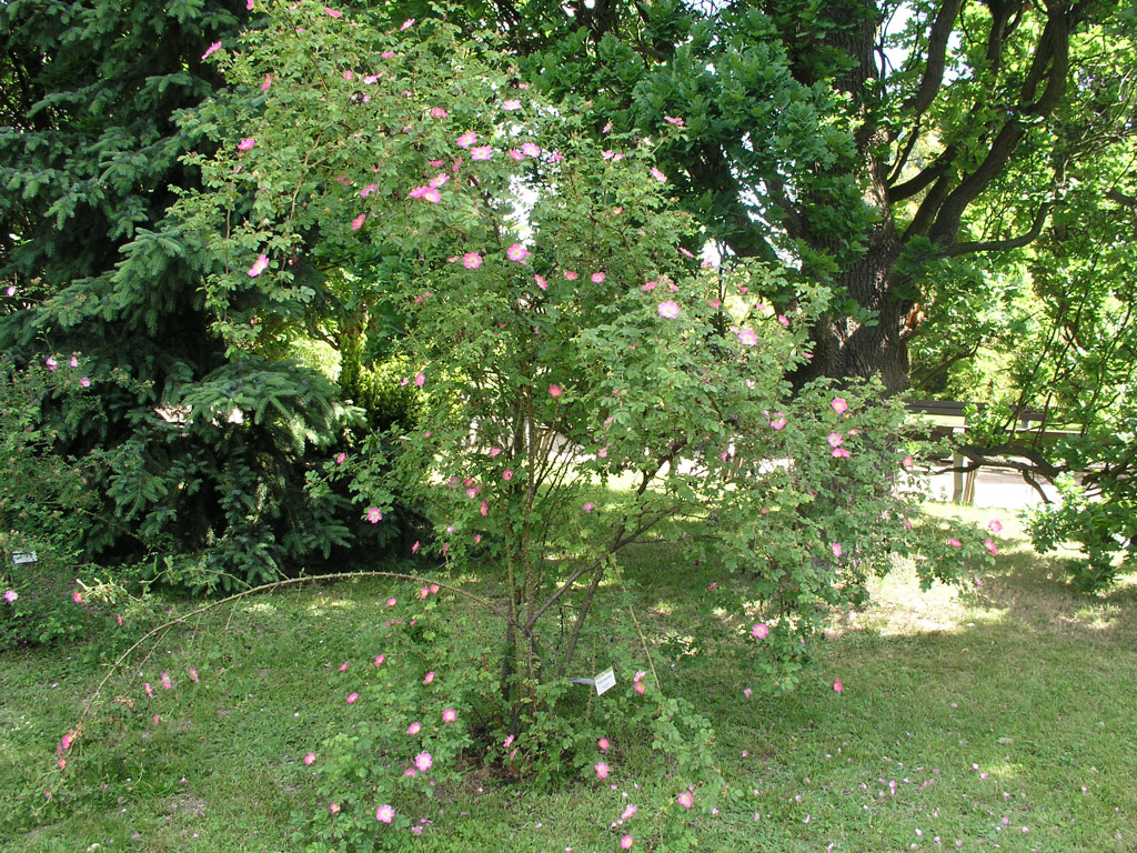 růže Rosa rubiginosa