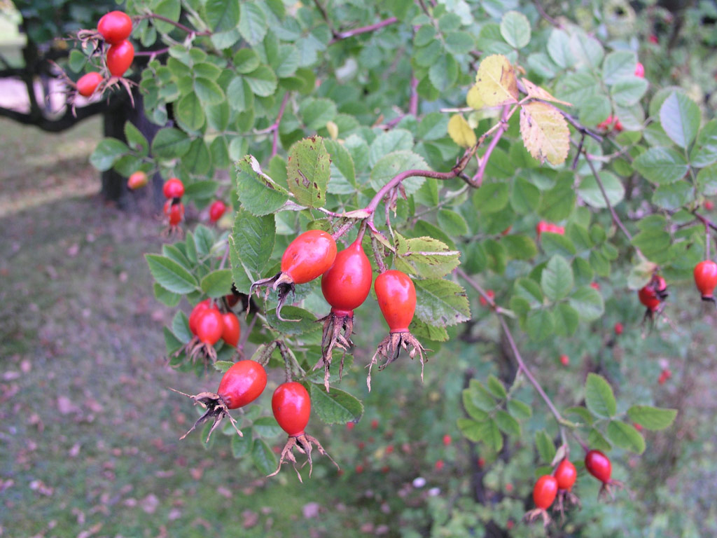 růže Rosa rubiginosa