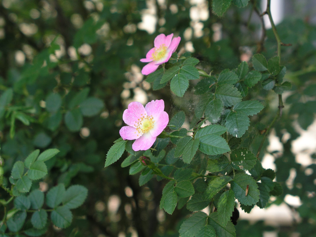 růže Rosa rubiginosa