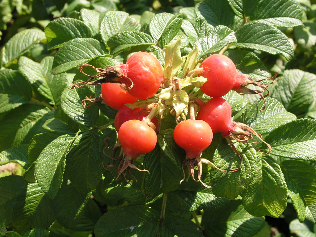 růže Rosa rugosa
