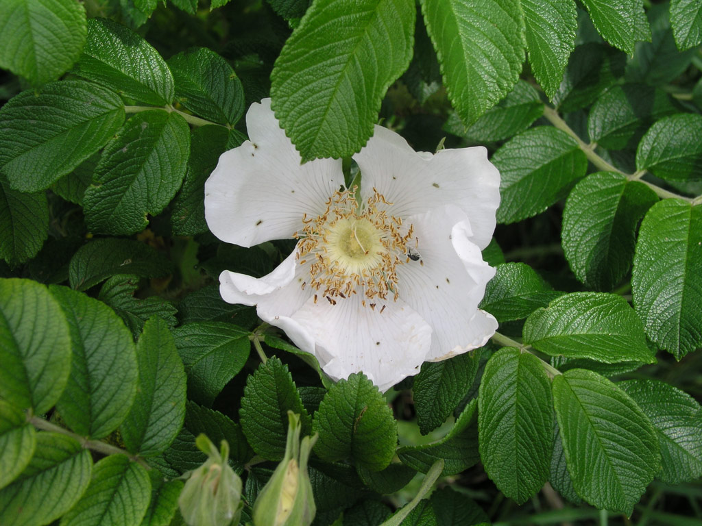 růže Rosa rugosa alba