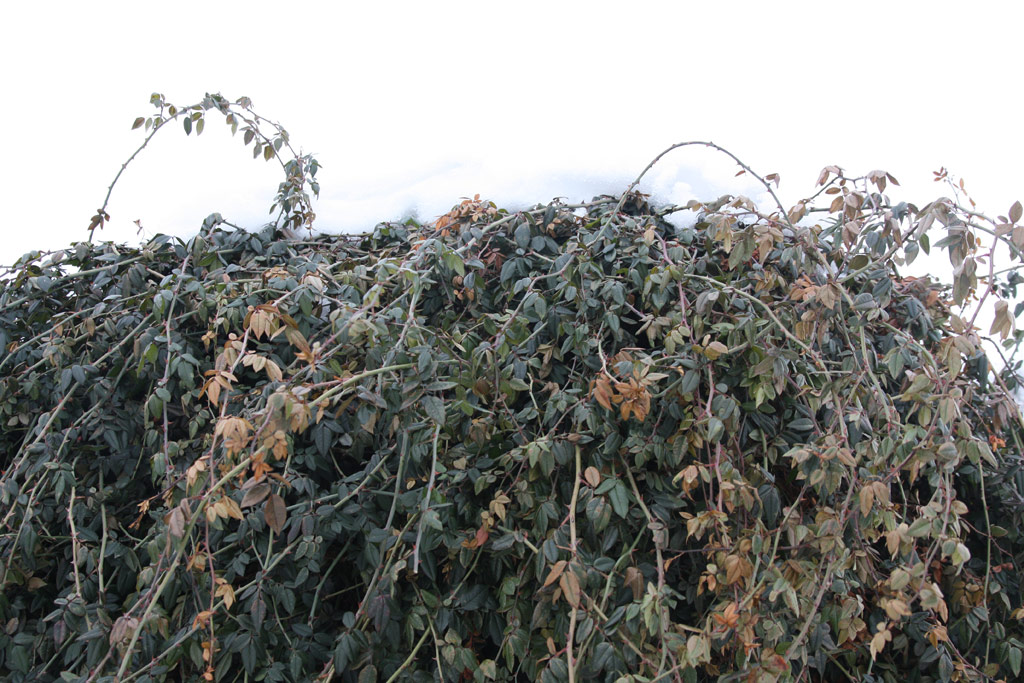 růže Rosa sempervirens