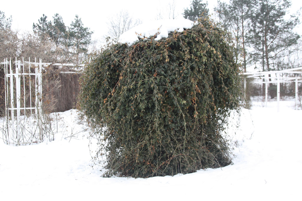 růže Rosa sempervirens