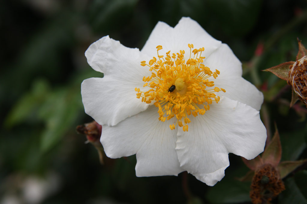 růže Rosa sempervirens