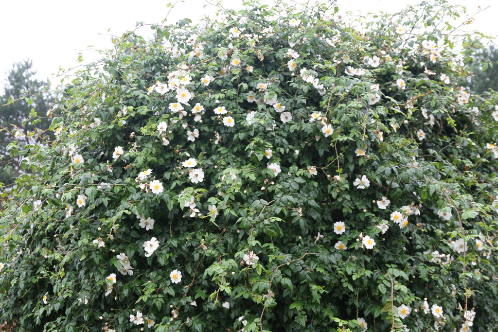 růže Rosa sempervirens