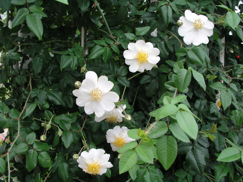 růže Rosa sempervirens