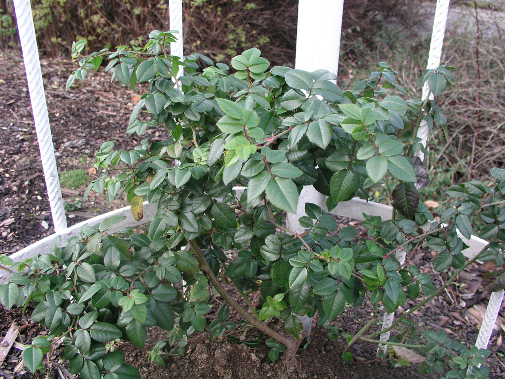 růže Rosa sempervirens