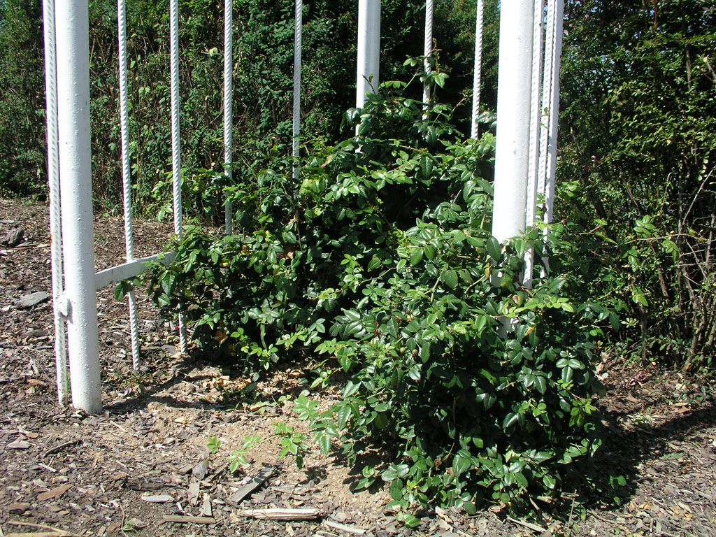 růže Rosa sempervirens