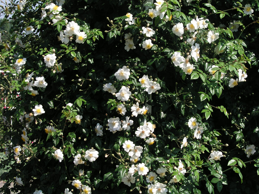 růže Rosa sempervirens