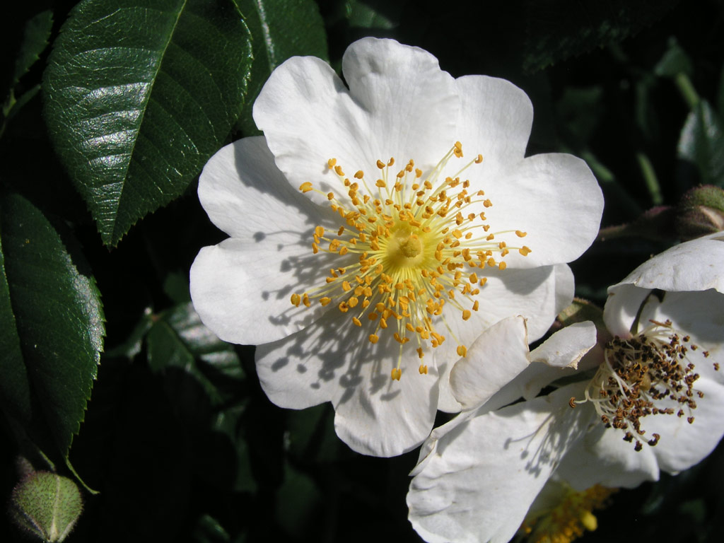růže Rosa sempervirens