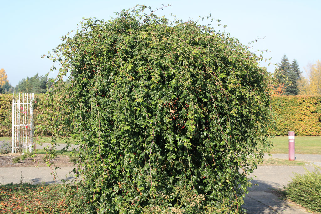 růže Rosa sempervirens