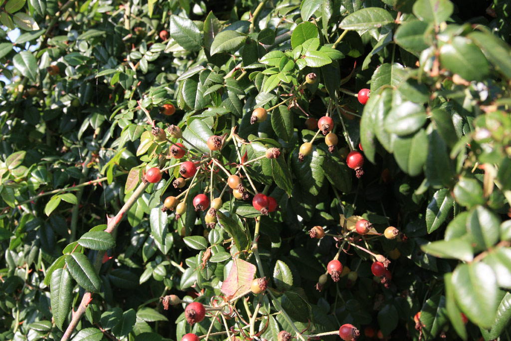 růže Rosa sempervirens