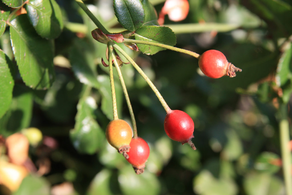 růže Rosa sempervirens
