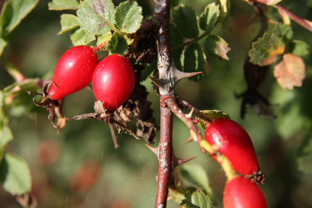 růže Rosa serafinii
