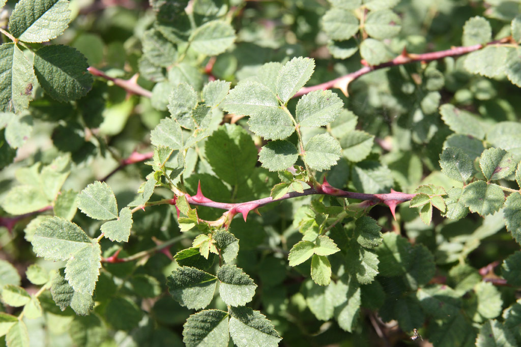 růže Rosa serafinii