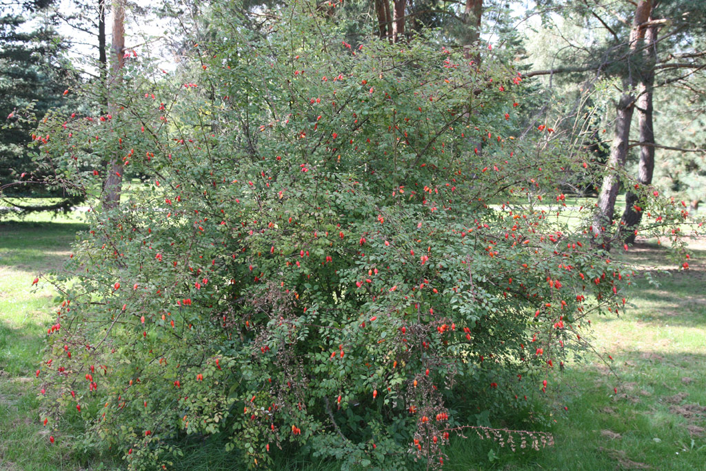 růže Rosa setipoda