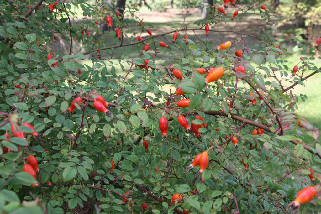 růže Rosa setipoda