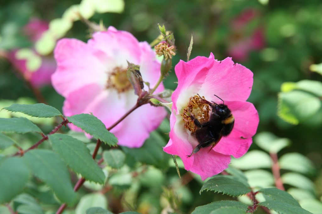 růže Rosa setipoda